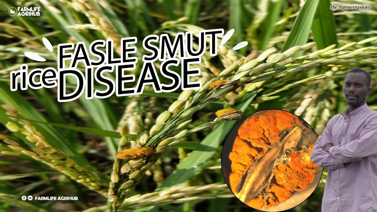 Symptoms, Causes and Prevention of The Rice False Smut Disease: A Brief Guide