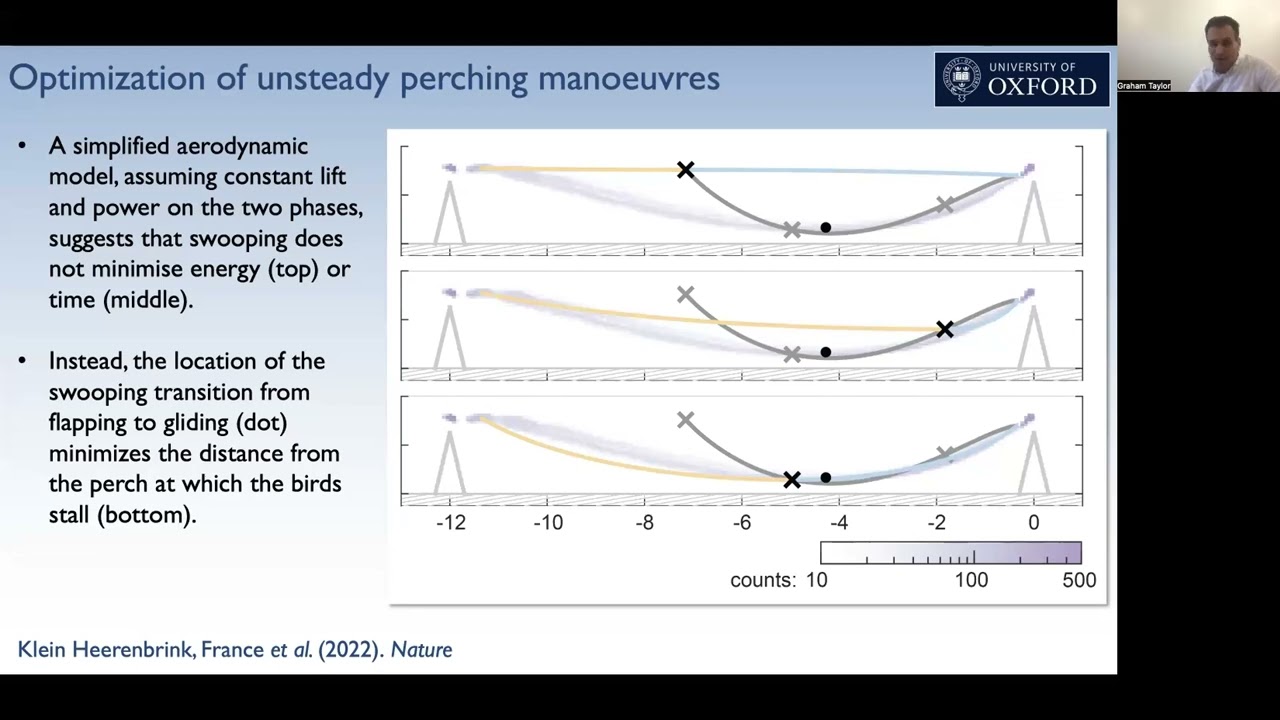 Visually guided morphing-wing flight in birds