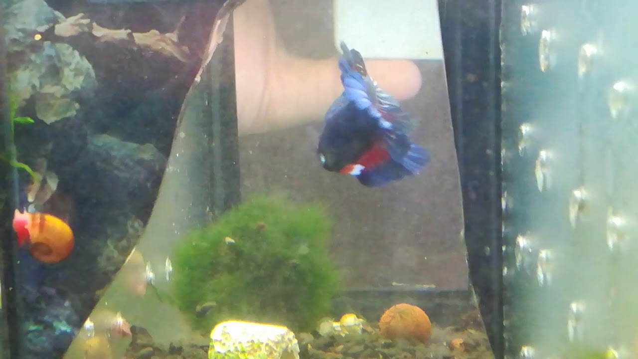 N9 Betta Macho Hmpk Bicolor (1-2-18)