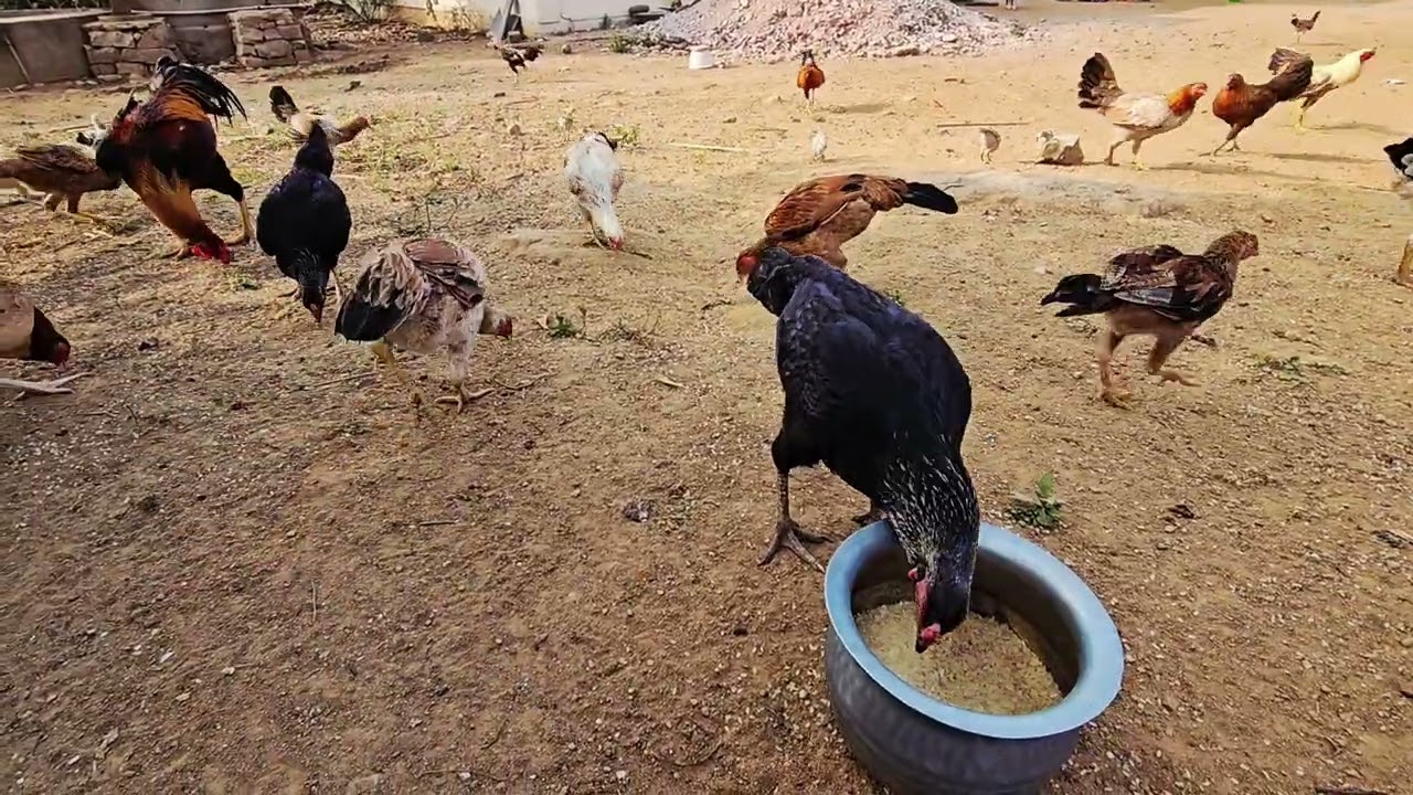 Evening Food to country black chicks and chicken/backyard rooster 🐓/murgi/murga/hen/roosters/poultry