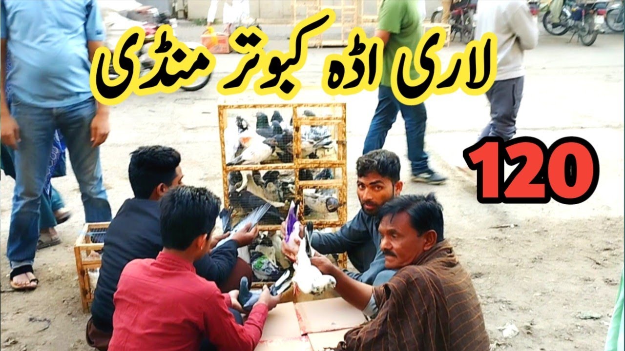 120) Lahore lari ada kabootar mandi ||largest market for Pakistani pigeons ||  amjad ali official