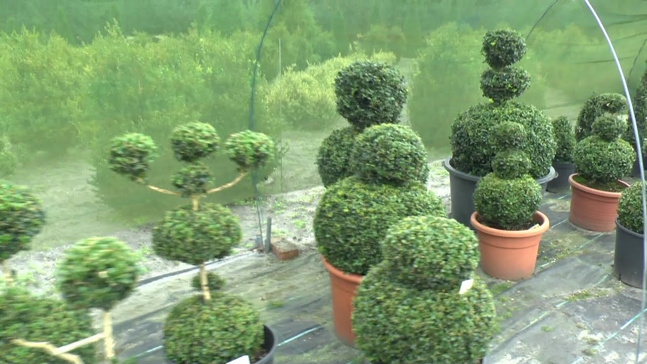 Buchsbaum zum Bonsai Teil 1