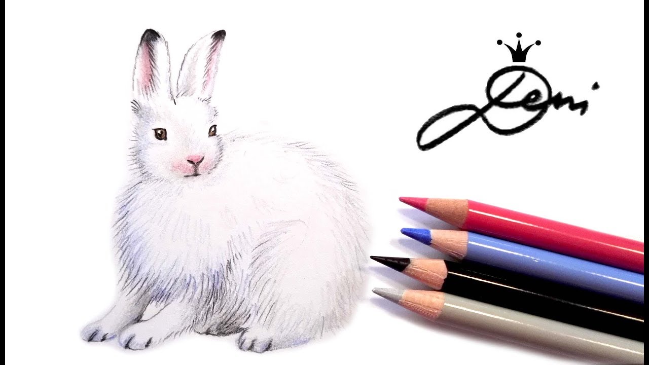 Schneehase zeichnen 🐰 Polar Hase malen 🐇 How to Draw a Arctic Hare Polar Rabbit 🐇 как се рисува з
