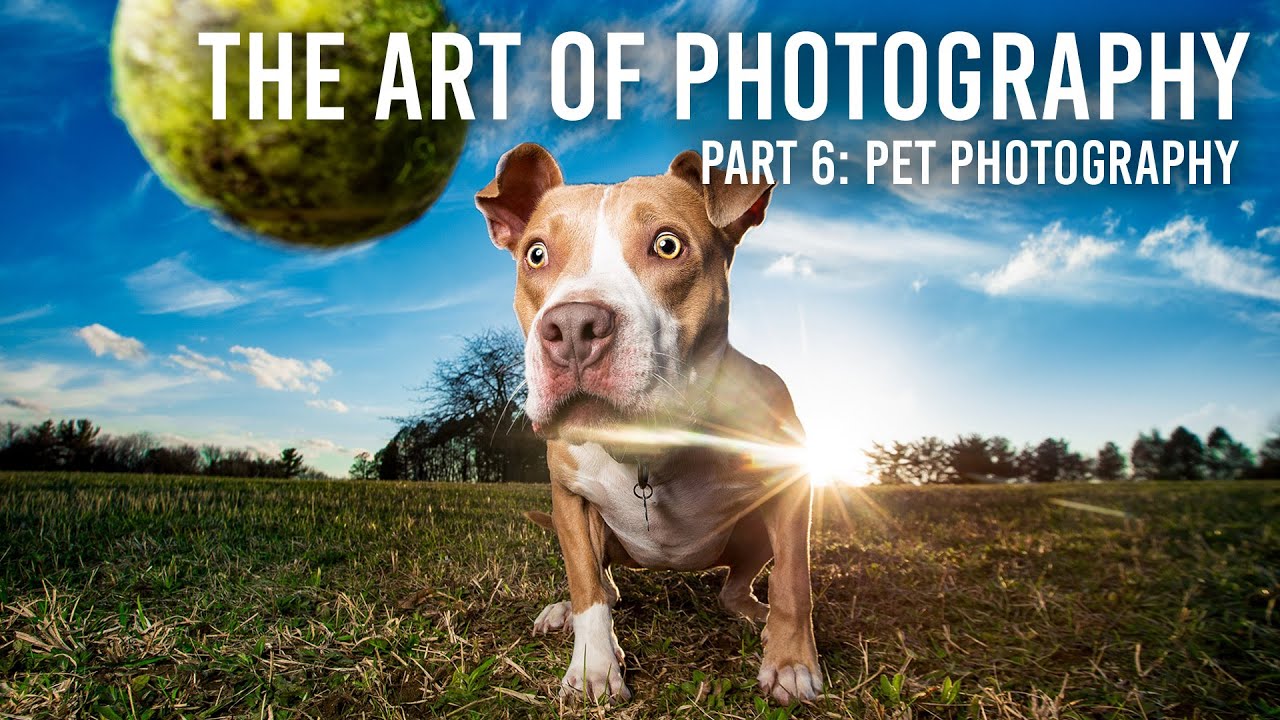 The Art of Photography Part 6 | Pet Photography