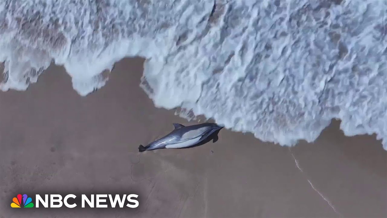 Rescue teams attempt to save sea animals that wash up on California beaches