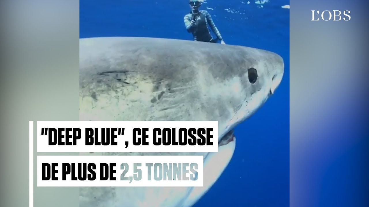 Voici le plus grand requin blanc jamais filmé