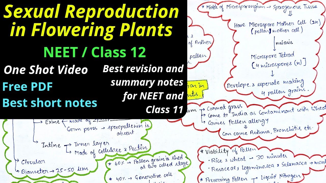 Sexual reproduction in Flowering plants Mind map NEET Class 12 One shot video Best revision NCERT