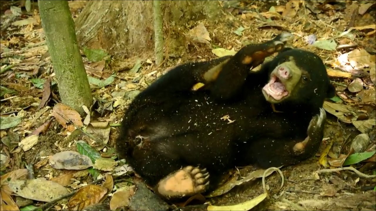Sun Bear Diary | Sun Bear Walking, Roaming, Exploring & Playing In The Forest | BSBCC