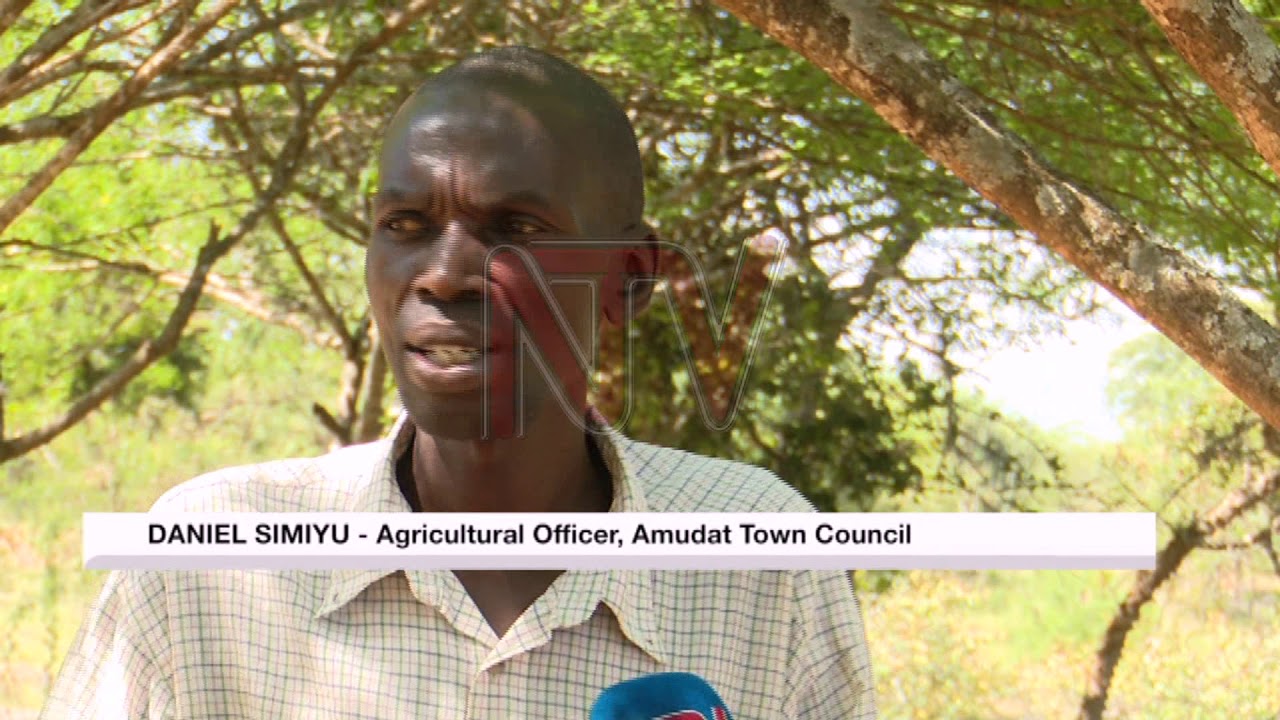 Amudat residents adapt to settled pastoralism