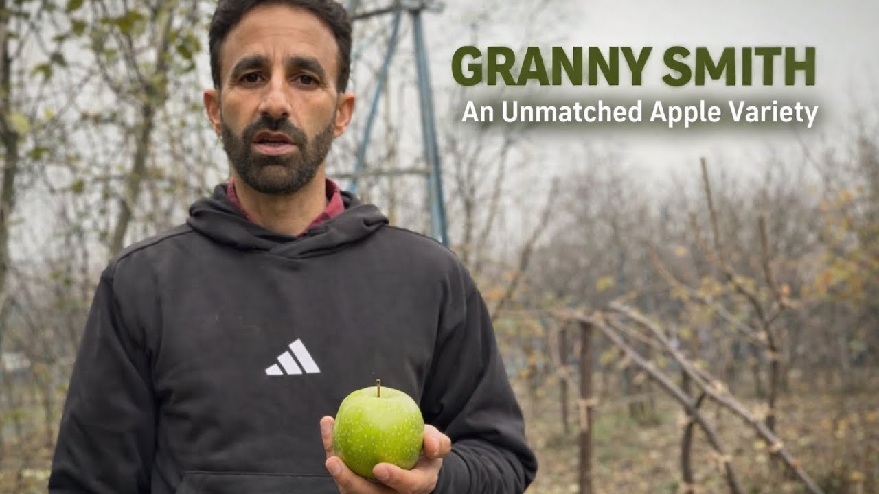 Granny smith challenger an unmatched apple variety #tweening 