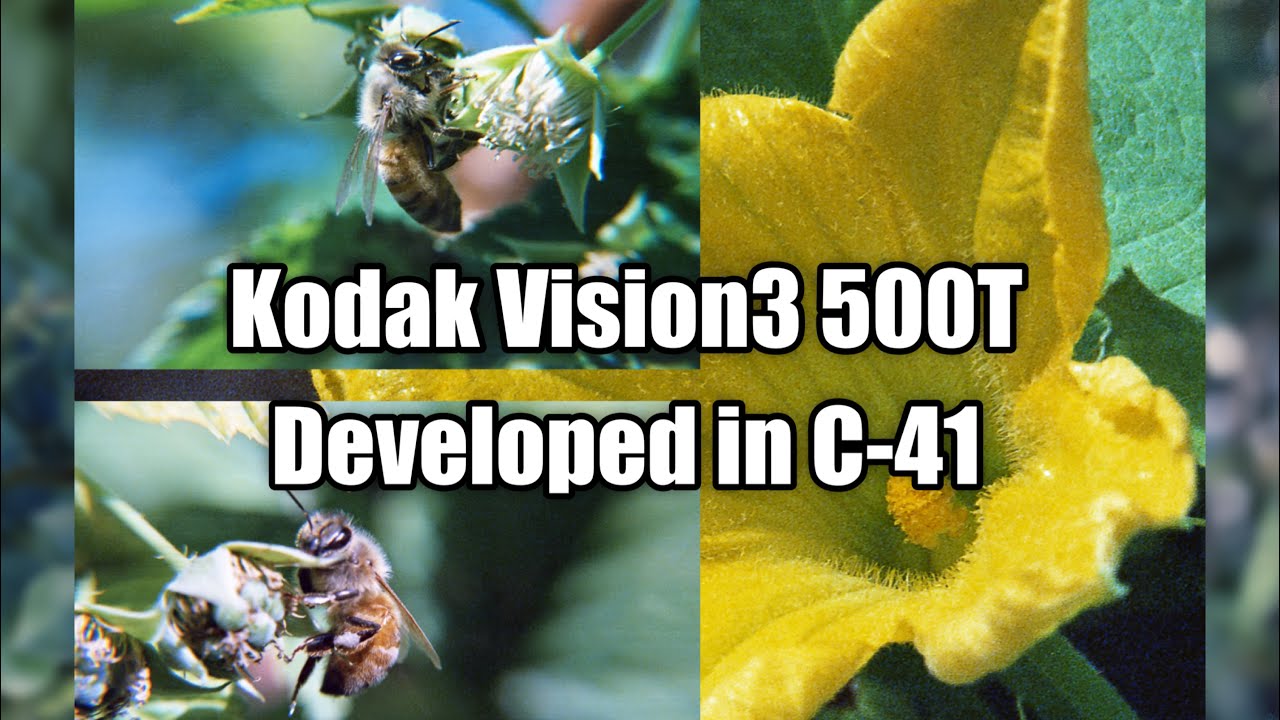 Kodak Vision3 500T -  developed with C-41 unicolor film developer full process.