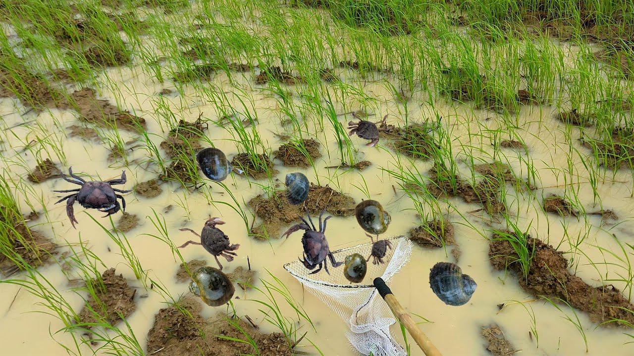 Catching Crabs & Snails At Field + Countryside