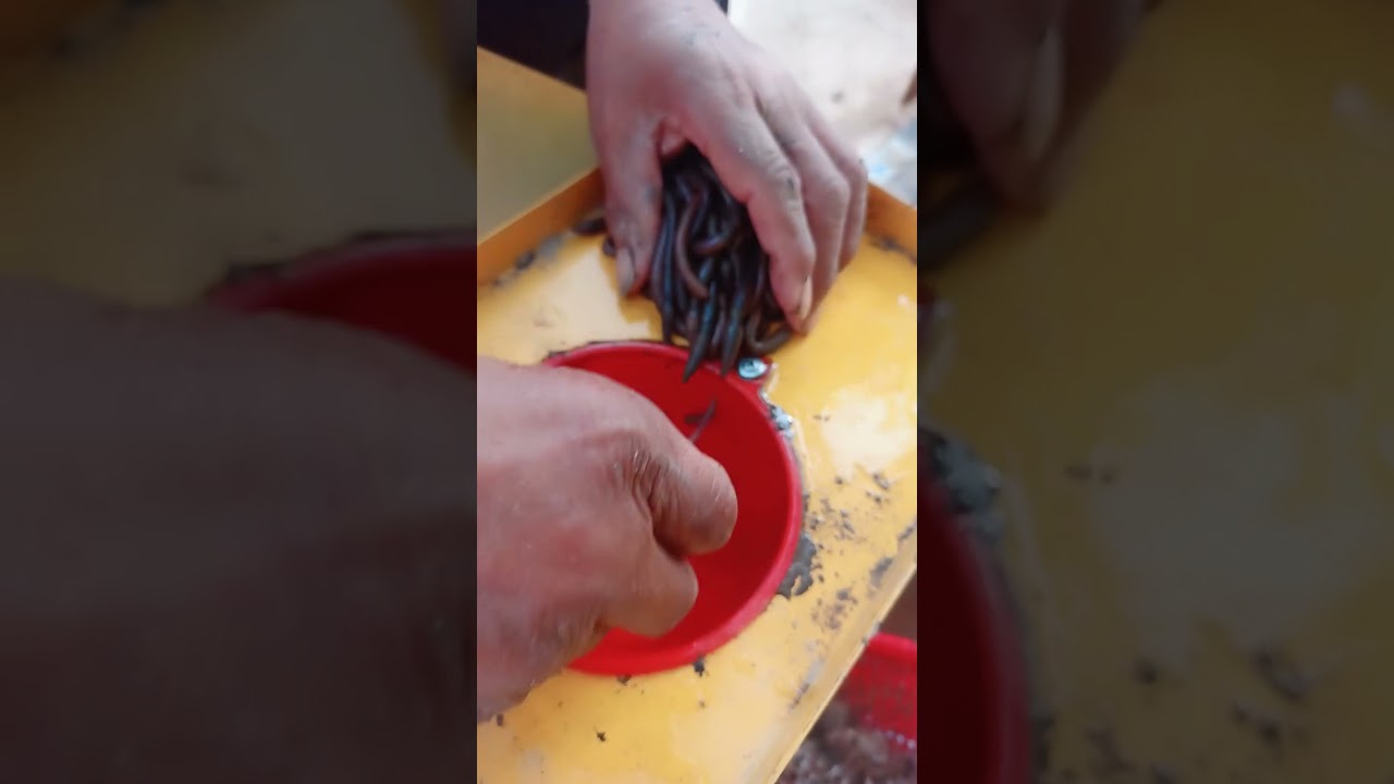 Earthworm collecting| Earthworm catching | Earthworm feeding | Earthworm production
