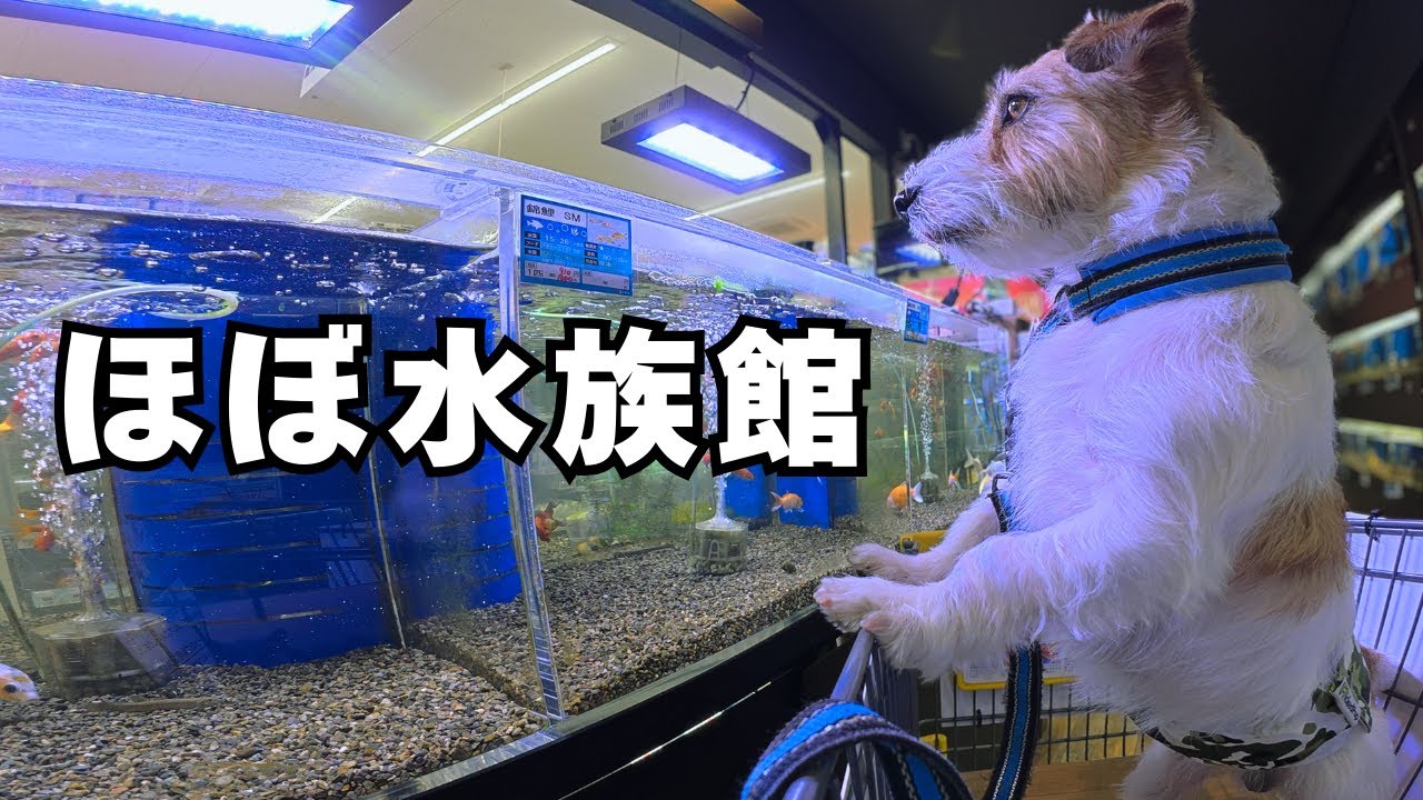 おもちゃを買いに行ったら意外な場所で夢中になりました