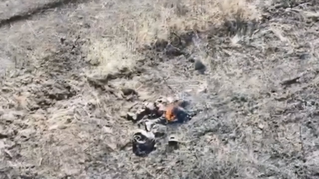 Палимо тарганів.