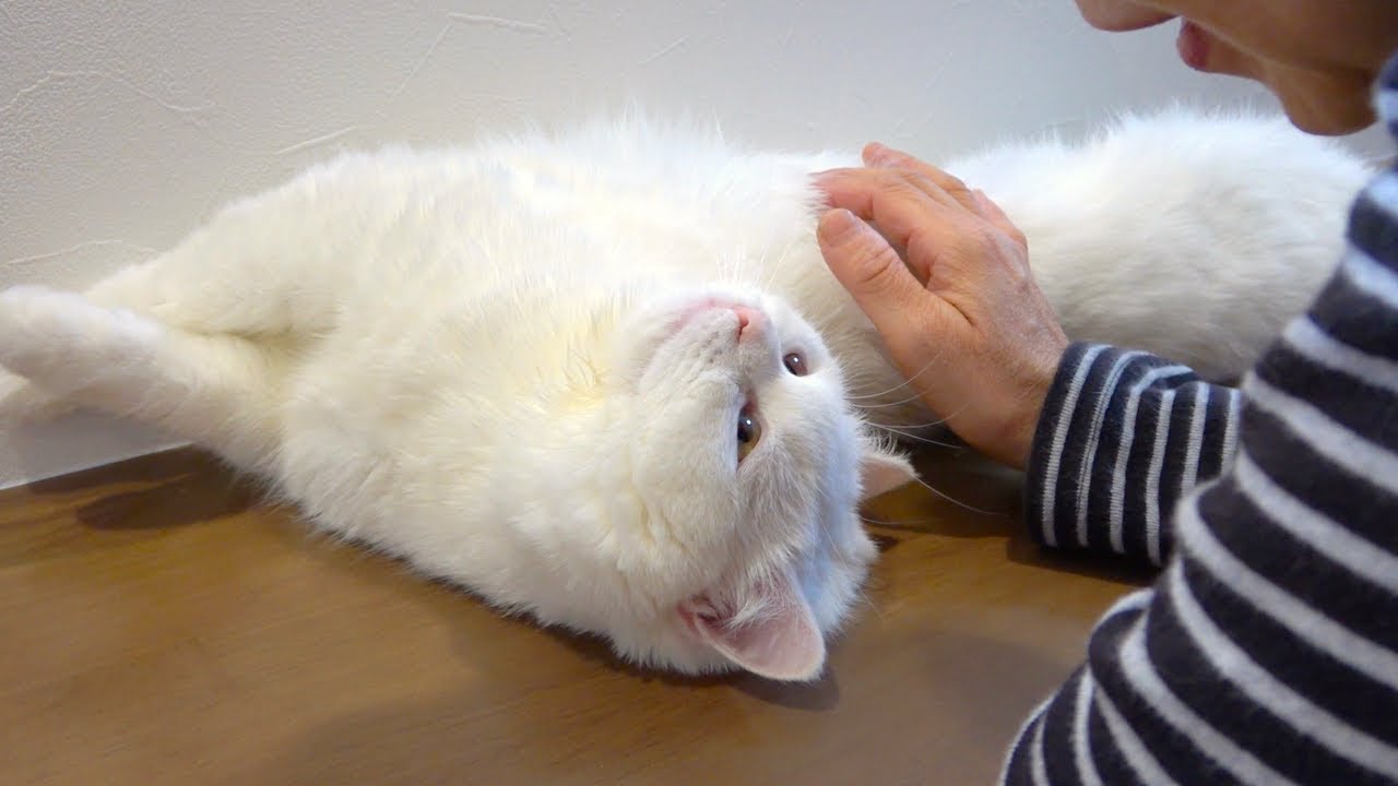 母親との関係は？撫でられて満更でもない猫！