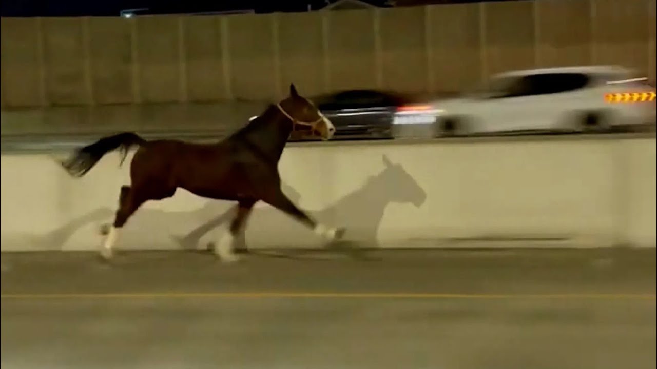 Delight In The Horse