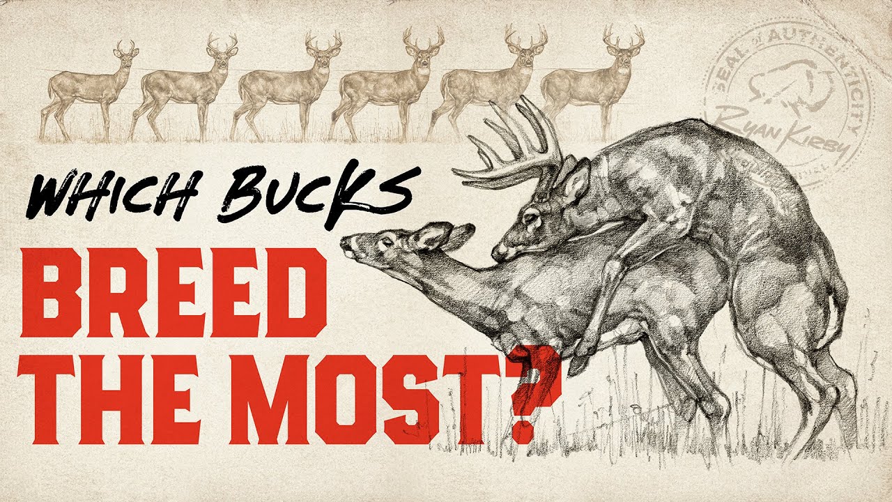 Unraveling the Myths of Deer Breeding: Age, Dominance, and Genetics