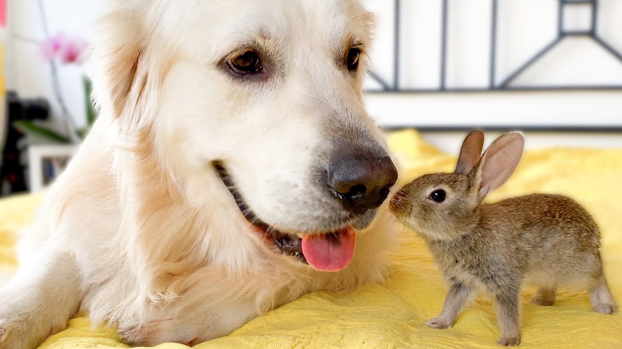 Cute Baby Bunnies Kiss the Golden Retriever