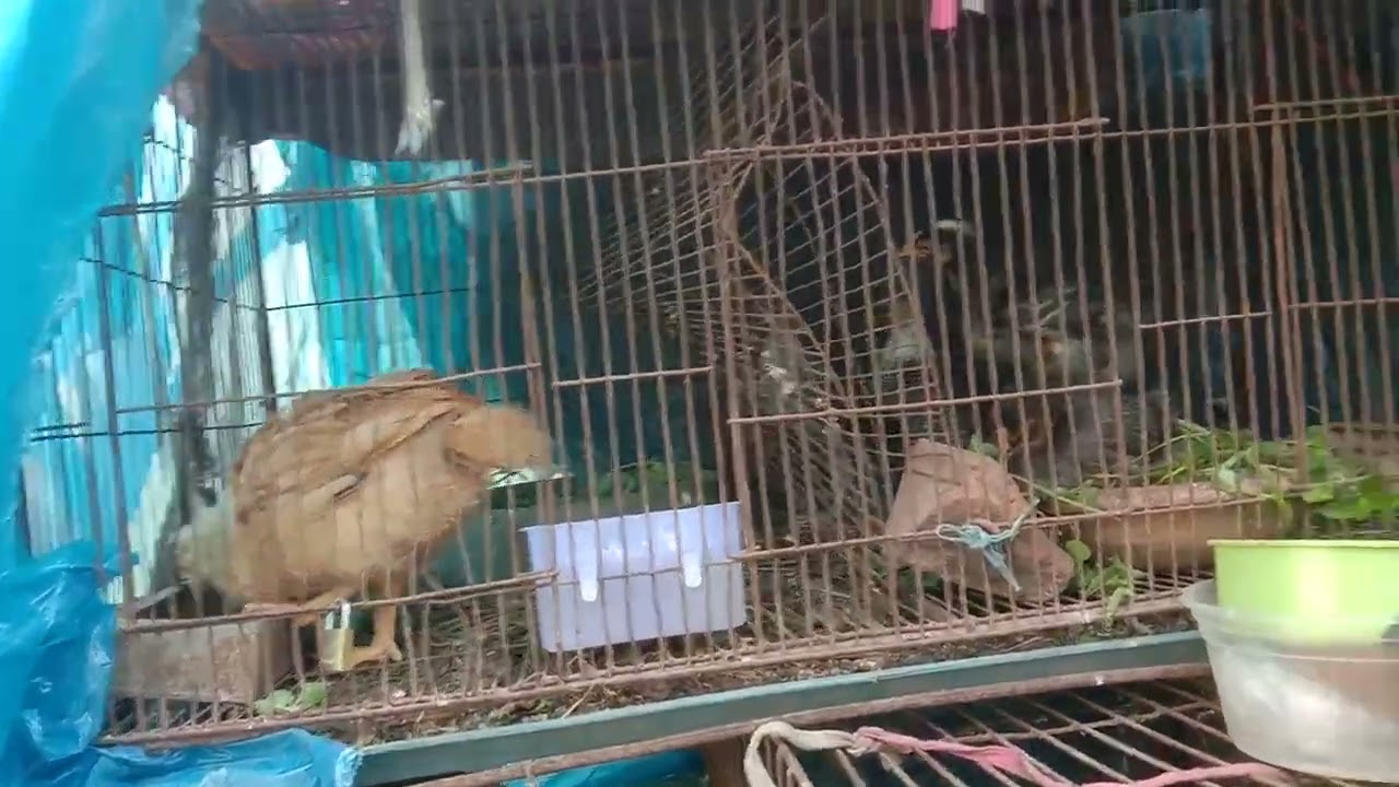 ছাদ বাগানের গাছগুলো অন্যপাশে সরিয়ে ঝারু দিয়ে সুন্দর করে মুরগীর বাচ্চা টাইগার ও ফাওমী পালন করছি।