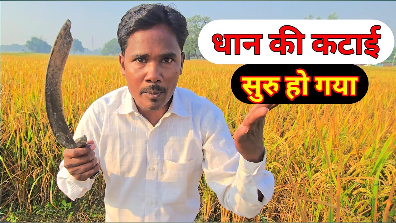 धान की कटाई सुरु हो गया 🥸 Village Vlog Family Vlog Ajay Full Vlogs