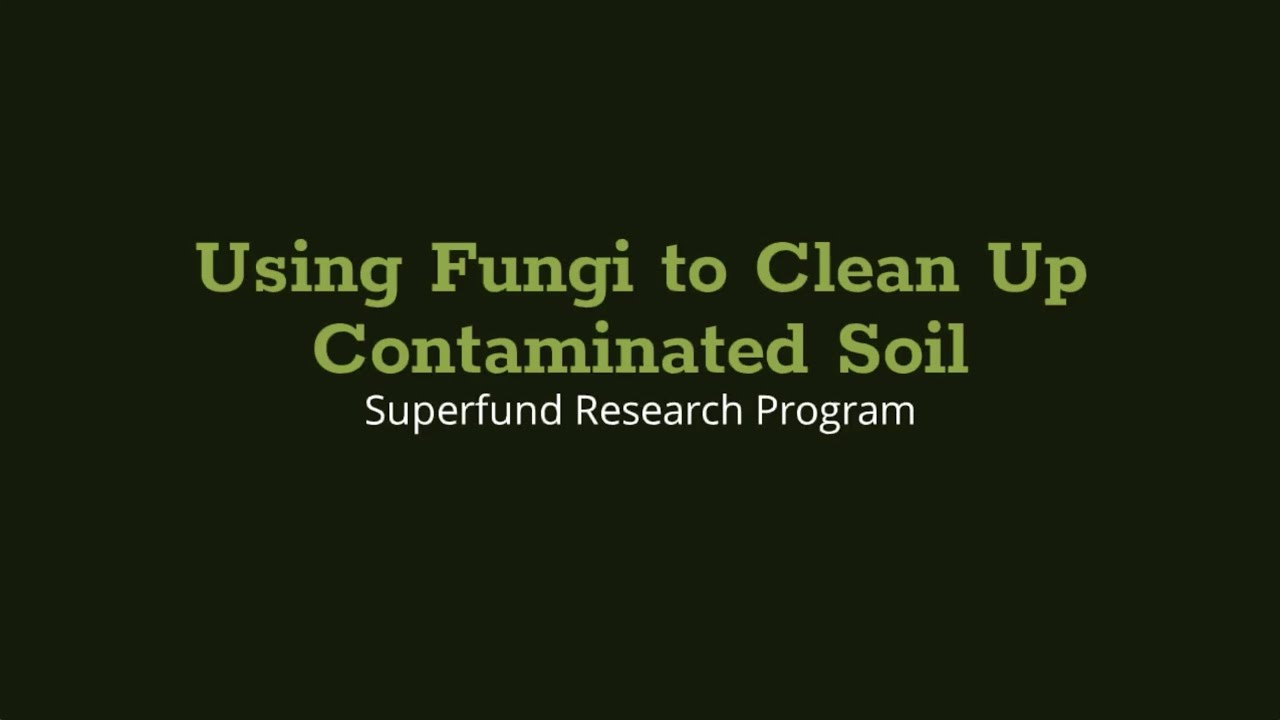 Using Fungi to Clean up Contaminated Soil