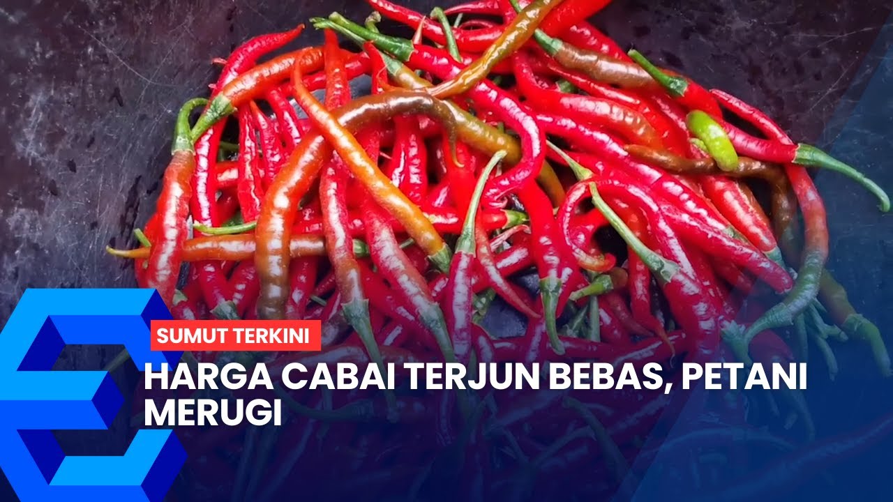 HARGA CABAI TERJUN BEBAS, PETANI MERUGI