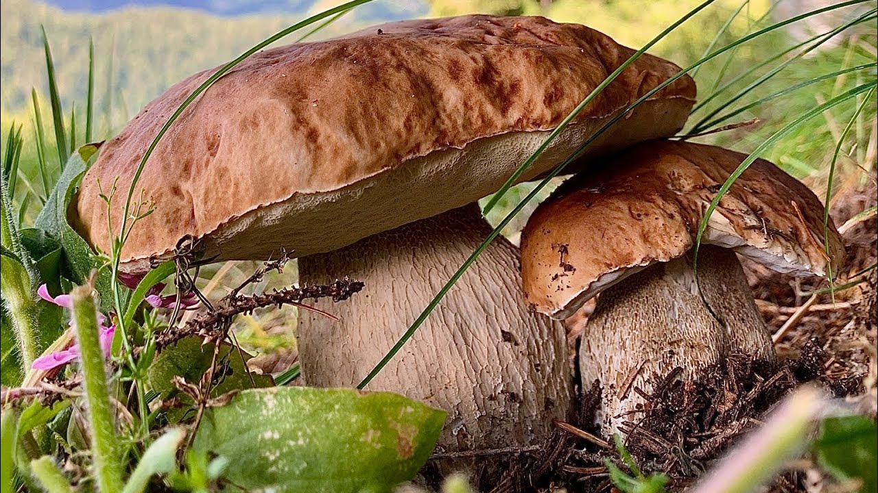 PORCINI XXL- LE GRANDI LEVE ALPINE 🫡🦅