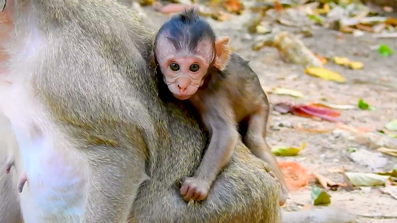 OMG !! Never Seen Princess A.n.g.r.i.l.y Baby Like This Before, Mom Please Save Baby..!!