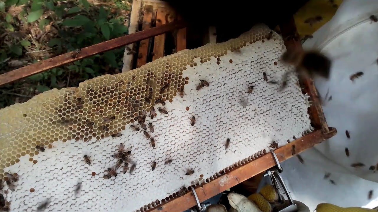 Quando transferir do núcleo pra caixa? Isso faz o enxame crescer rápido!