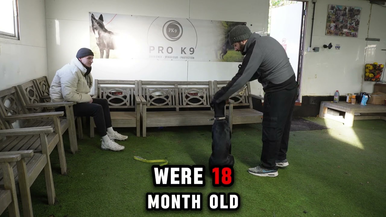10 month old Reactive Doberman FIXED