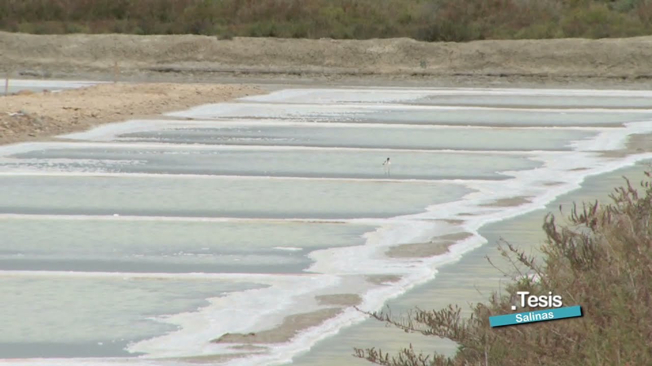 SALINAS, RECUPERANDO EL ORO BLANCO