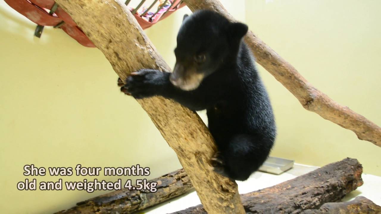 Sun Bear Rescue | Rescue Bear Number 48 - Female Sun Bear Cub Wawa | BSBCC