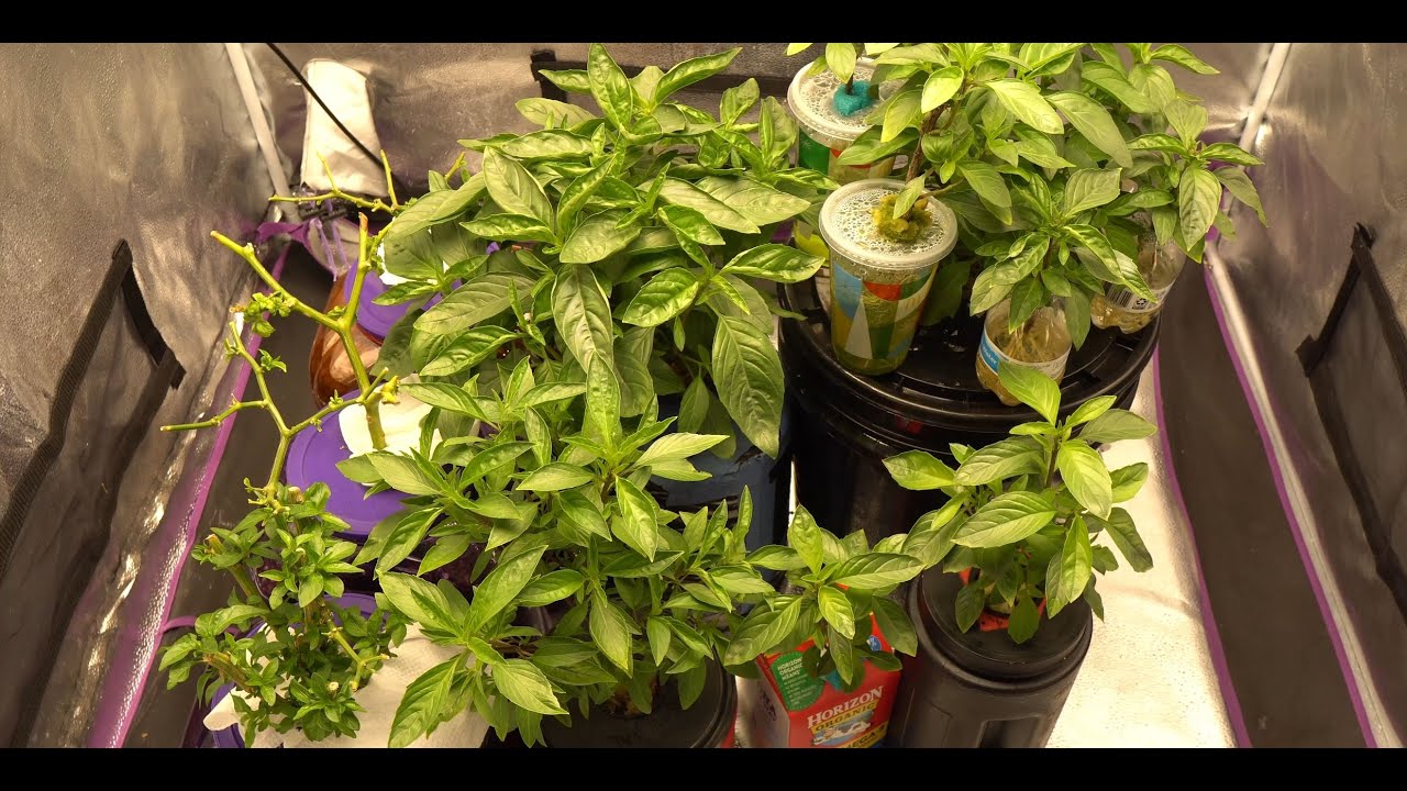 Unlimited Basil Through Hydroponic and Propagation