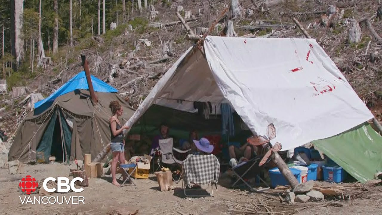 People protesting logging of old-growth forests react to B.C. government's new forestry plan
