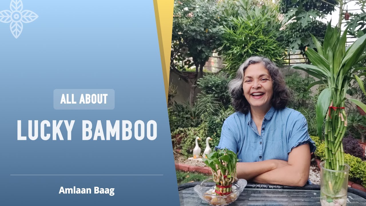All About Lucky Bamboo | क्या लकी बैंबू सच में बैंबू है?