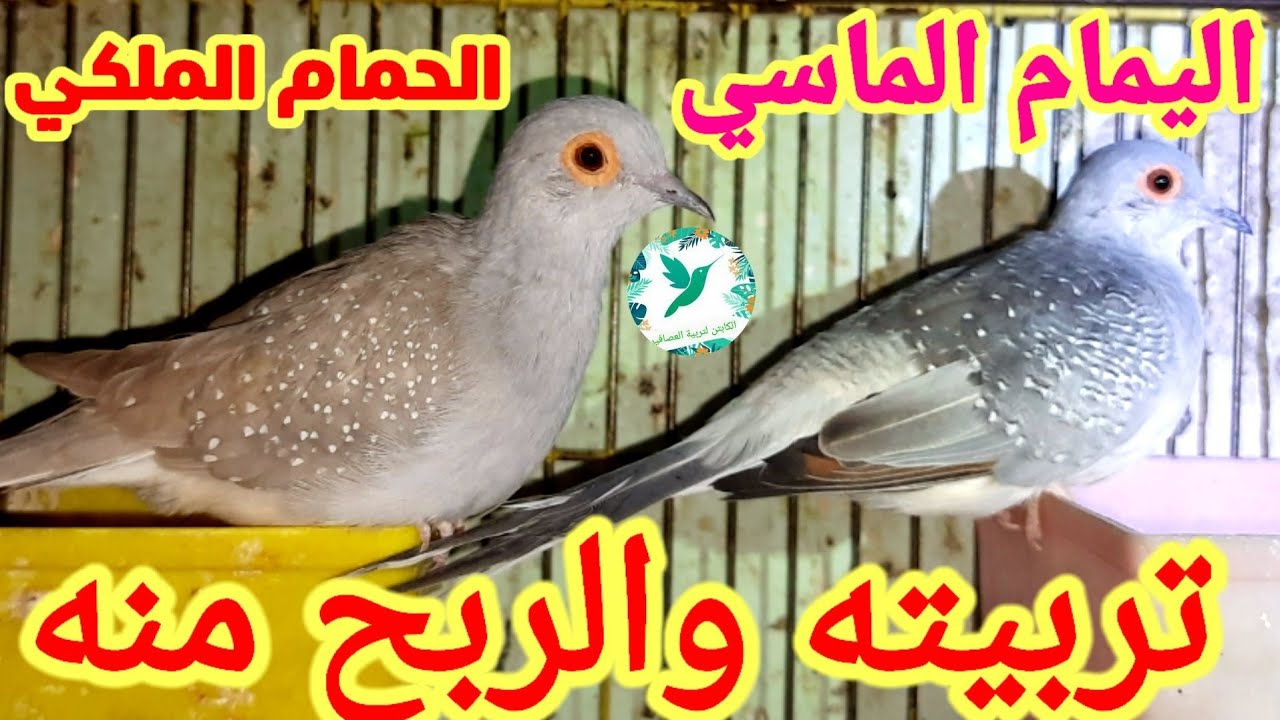 #اليمام_الماسي#الحمام_الملكي#اليمام القزم/تربيته والانتاج منه