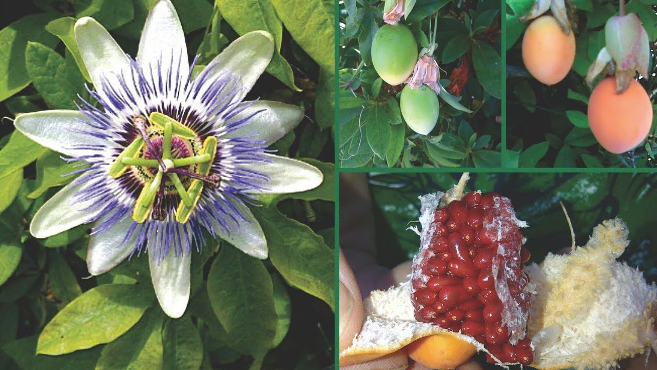 Passion Fruit or Passion Flower After Hard Winter | Blooming Passion Fruit