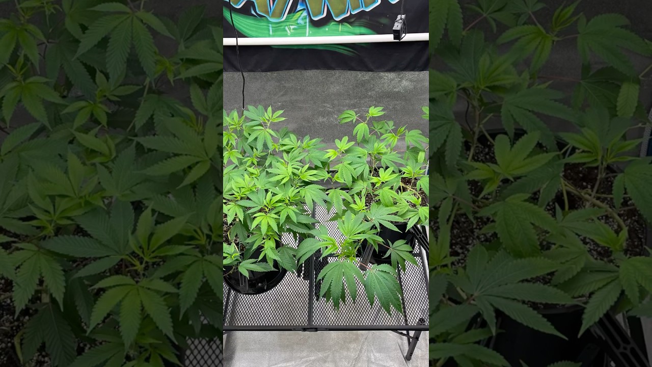Update on the monster cropped clones