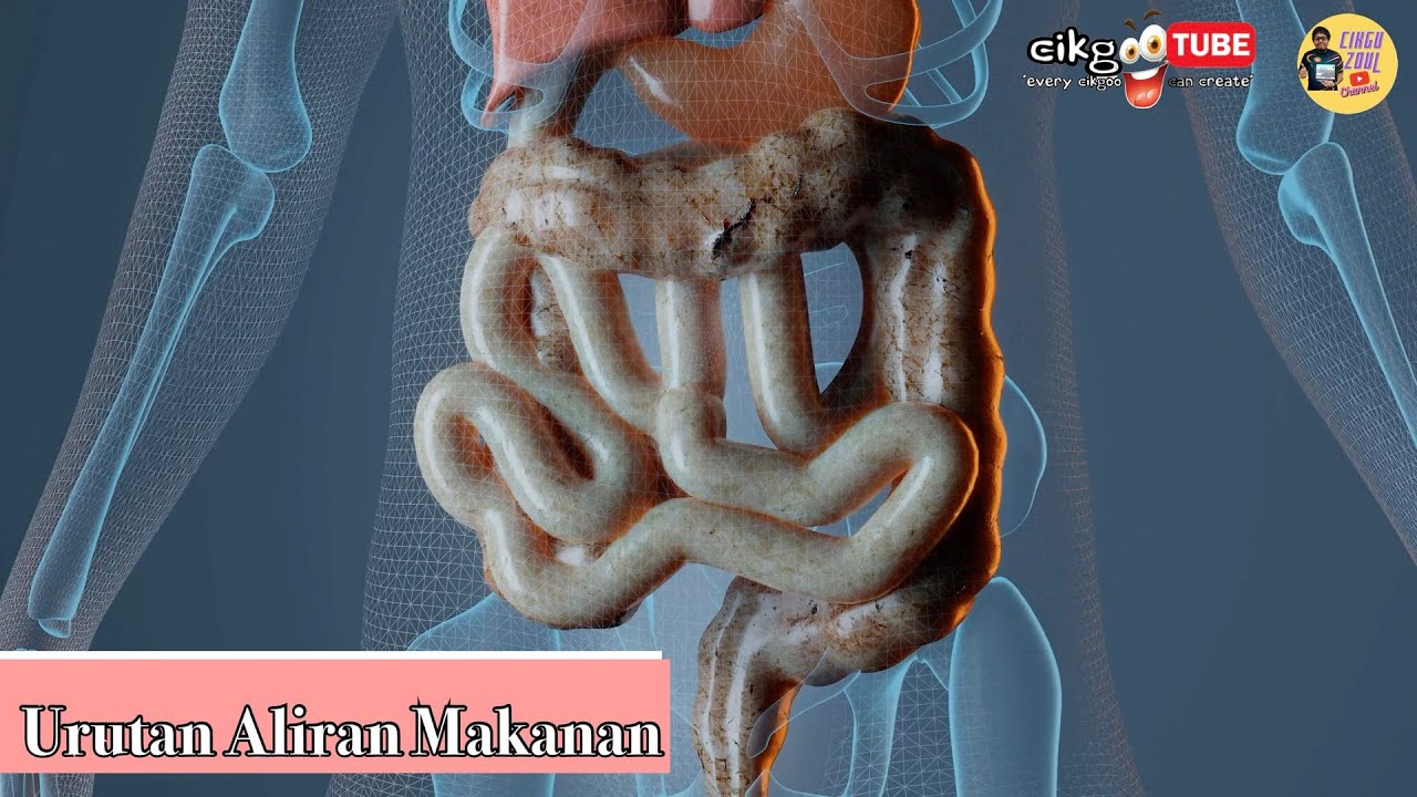 Sains Tahun 3: Urutan Aliran Makanan