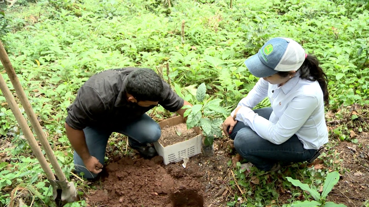 TRANSPLANTE A CAMPO