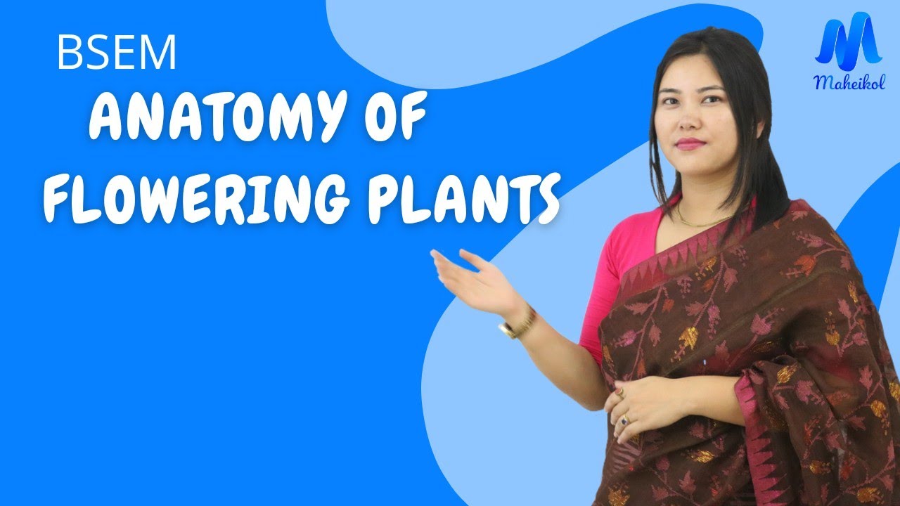Anatomy of Flowering Plants Part-1 || Class-Xl Biology || Maheikol