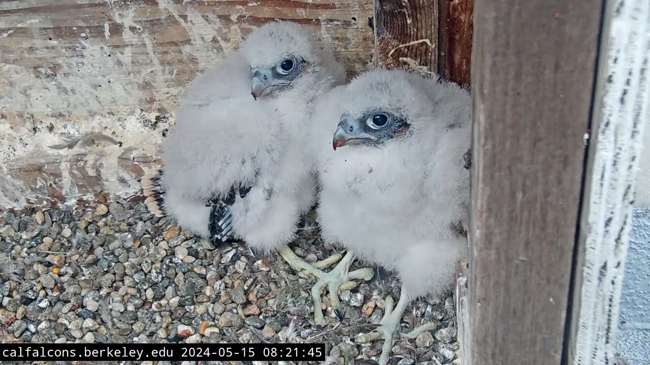 5-15-24 Banding (Nest View)
