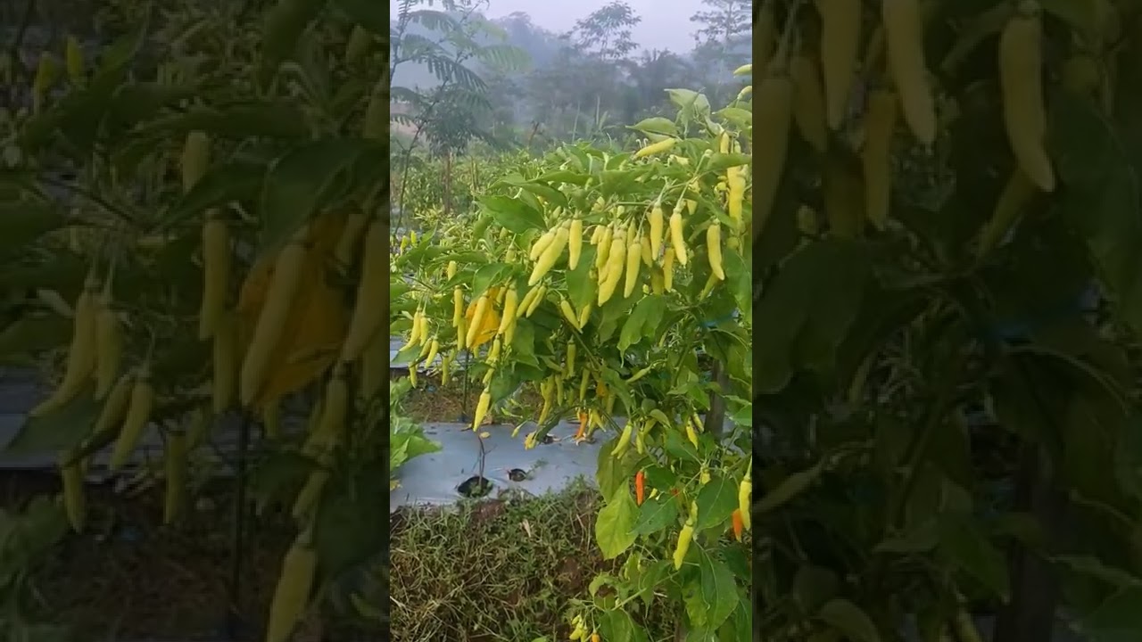 Cabe rawit viral tiada duanya