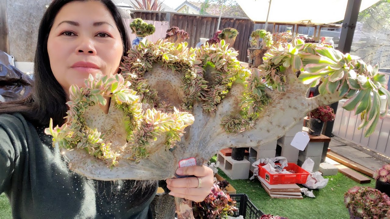 SEN ĐÁ BÁN ĐẸP MỚI 📞 408 834 5979 SUCCULENT AOEUIM FORSALE 03.12.2026 #succulent#AOEUIM 
