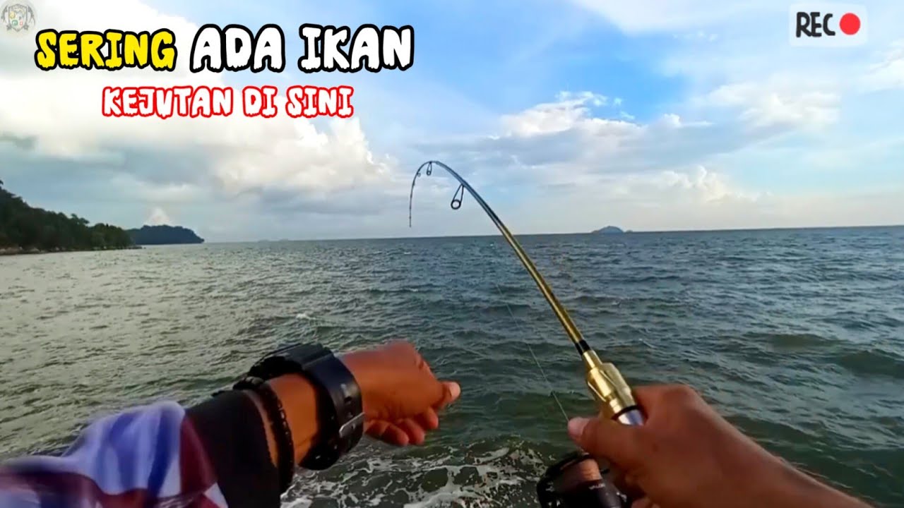 Kuat Juga Tarikan Penghuni Karang Pinggiran Ini‼️