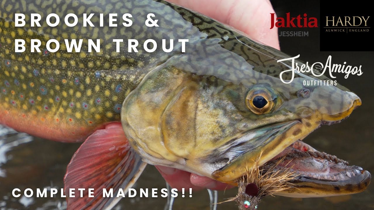 Brown Trout & Brook Trout in Rio Pelke - Argentina
