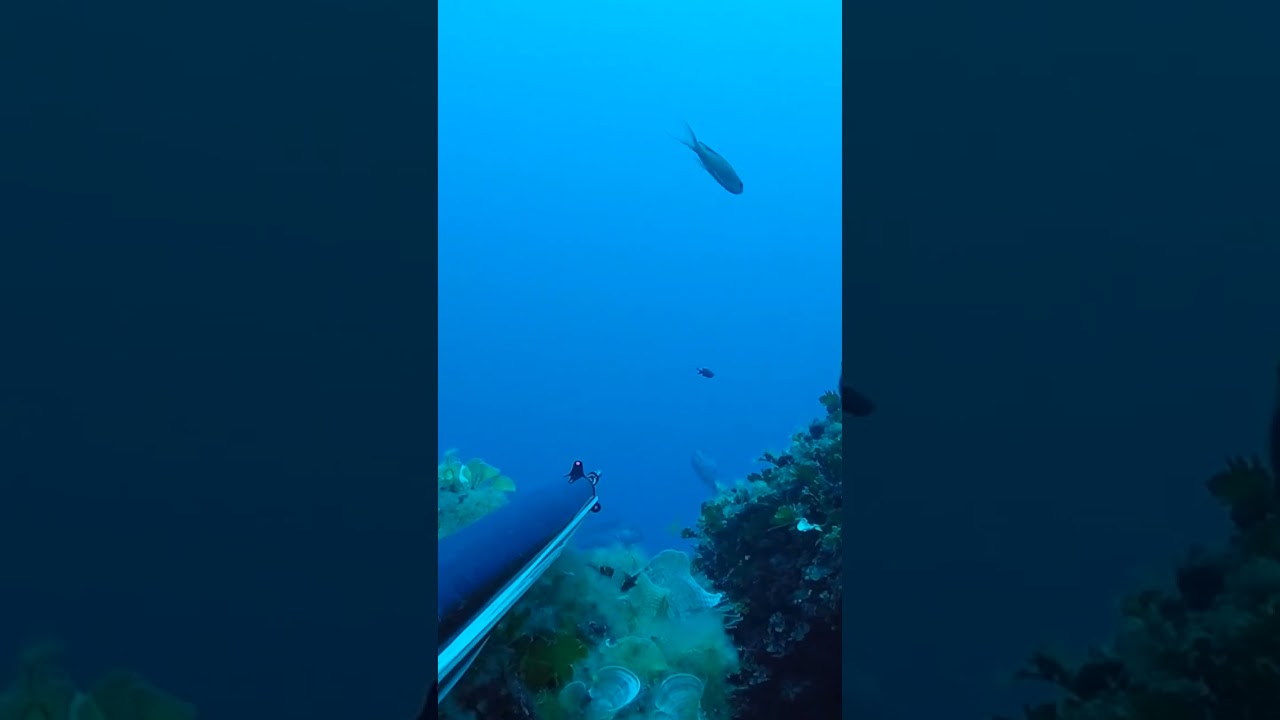 SPEARFISHING AMBUSH to the Unicorn DENTEX #shorts #spearfishing #fishing