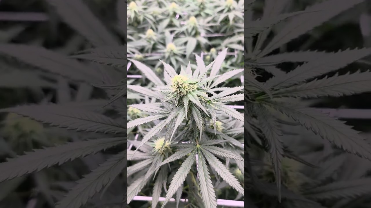 Green Crack / Humboldt Seeds / Week 4 Flower #cannabiseducation #greencrack #humboldtseeds #flower
