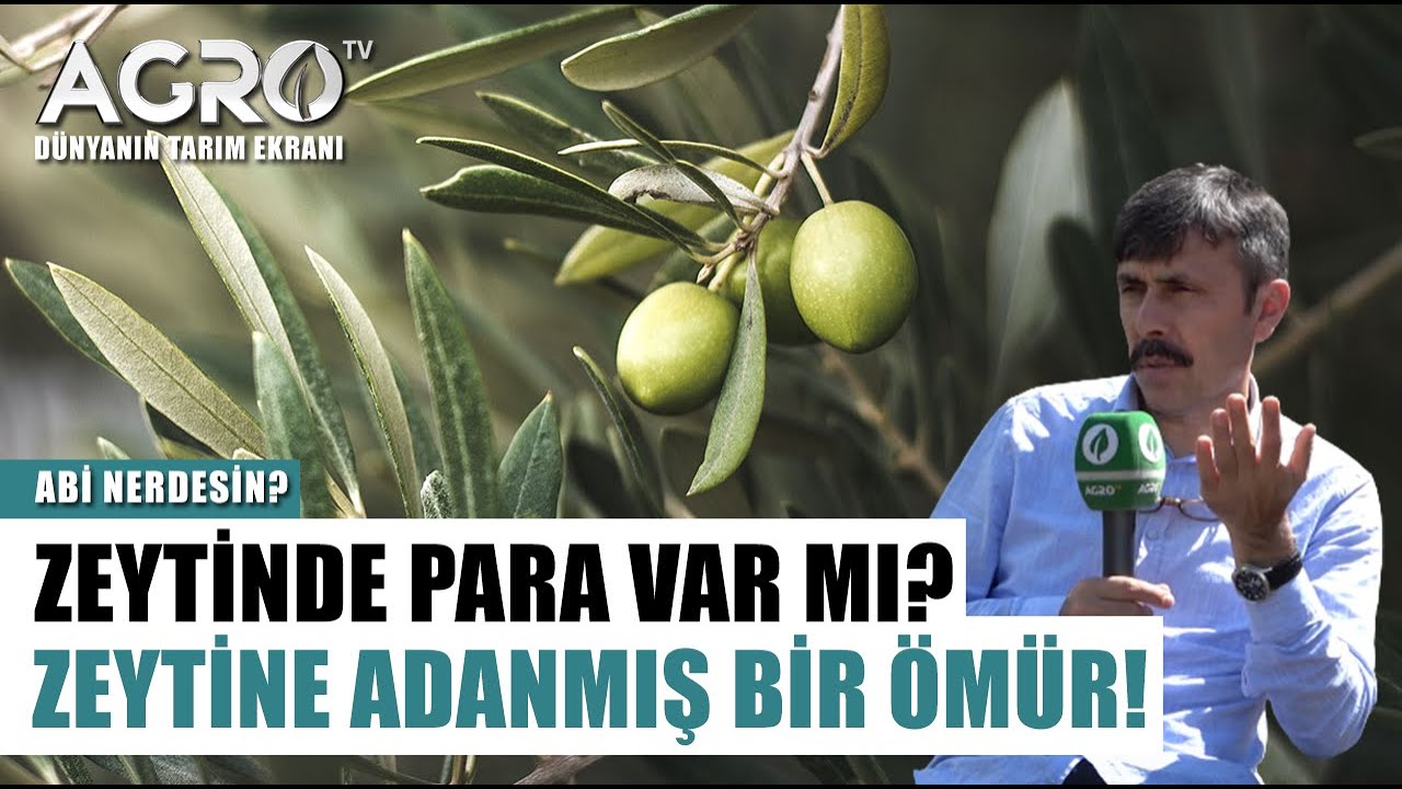 Zeytin Ne Kadar Kazandırır? | Abi Nerdesin?
